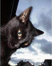 pic for negro cat
